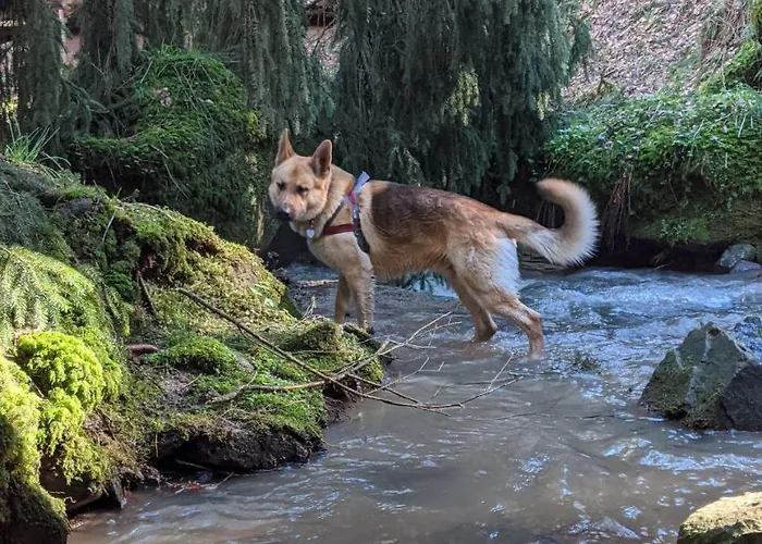 Apartamento Martha Und Nikla Philippsheim